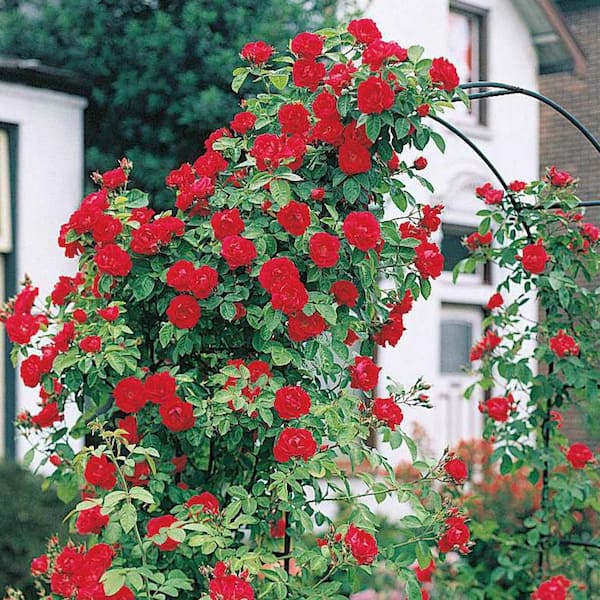 Elegant Climbing Rose Flower Seeds