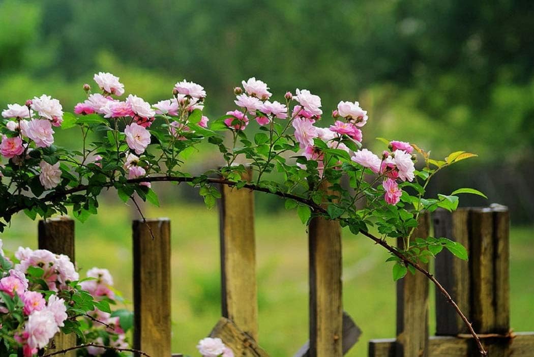 Elegant Climbing Rose Flower Seeds