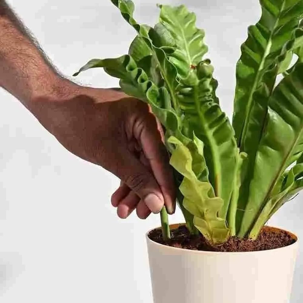 Plant Grow Fertilizer Sticks For Plants - 50 Stick Pack of 2 & 4