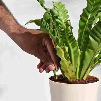 Plant Grow Fertilizer Sticks For Plants - 50 Stick Pack of 2 & 4
