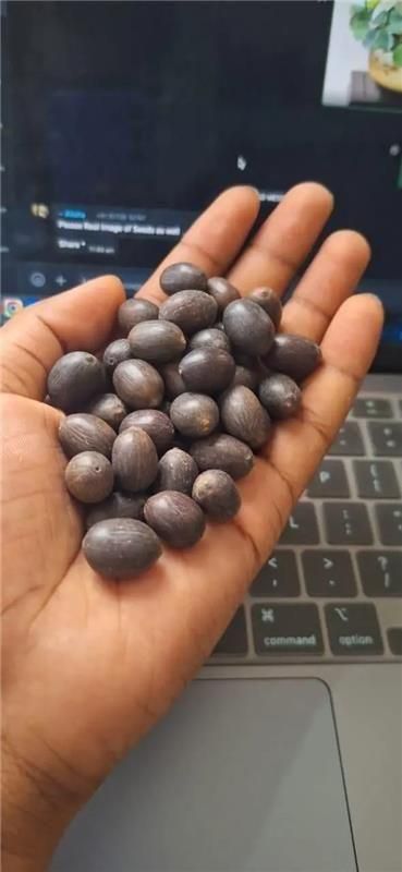 Bonsai Lotus Flower Seeds (50/100pc)