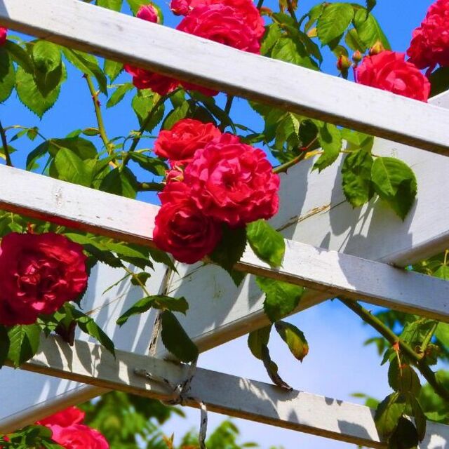 Elegant Climbing Rose Flower Seeds