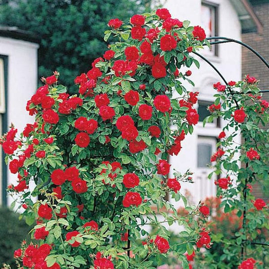 Elegant Climbing Rose Flower Seeds