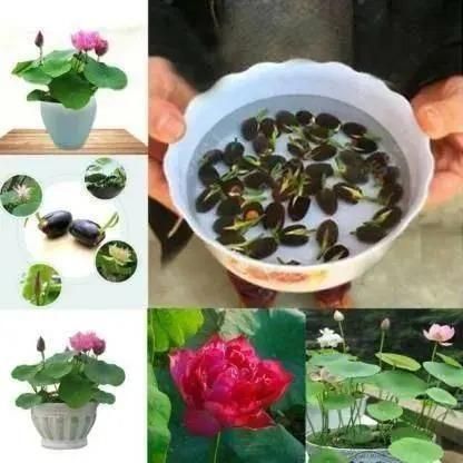 Bonsai Lotus Flower Seeds (50/100pc)