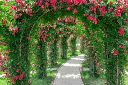 Elegant Climbing Rose Flower Seeds