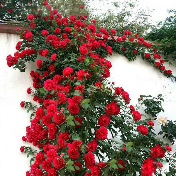 Elegant Climbing Rose Flower Seeds
