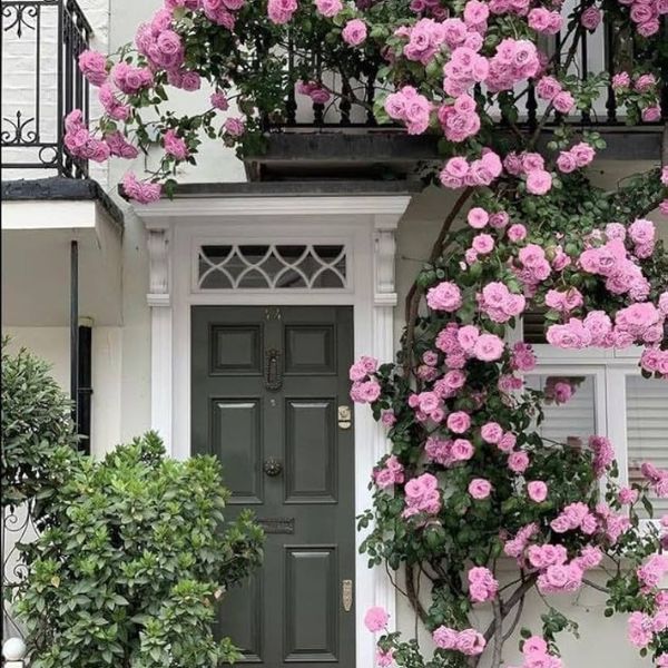 Elegant Climbing Rose Flower Seeds