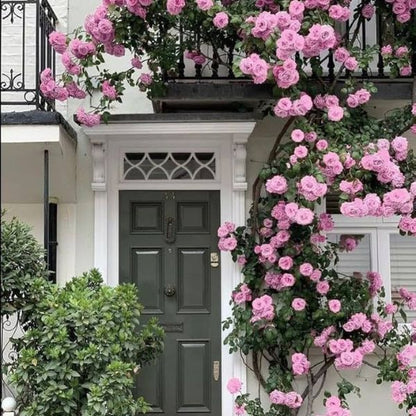 Elegant Climbing Rose Flower Seeds