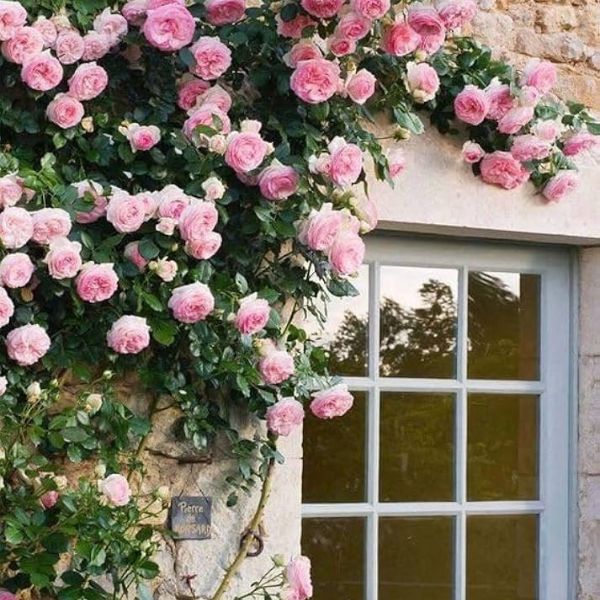 Elegant Climbing Rose Flower Seeds