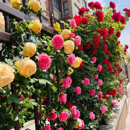 Elegant Climbing Rose Flower Seeds