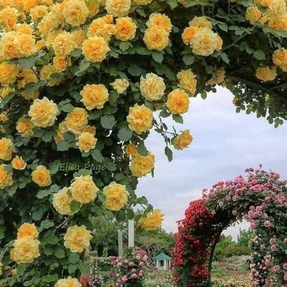 Elegant Climbing Rose Flower Seeds